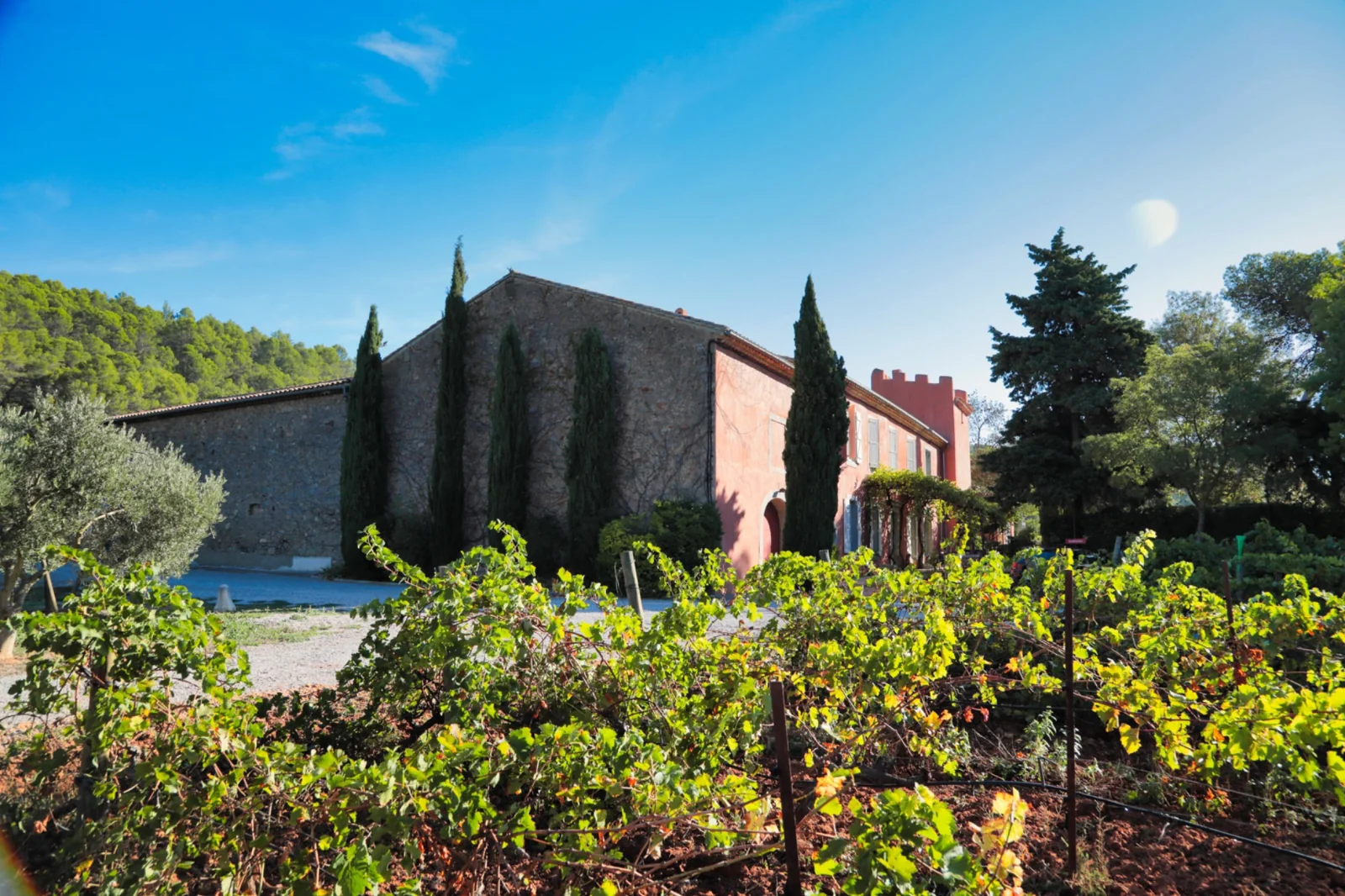 Domaine viticole et bâtiment au milieu des vignes