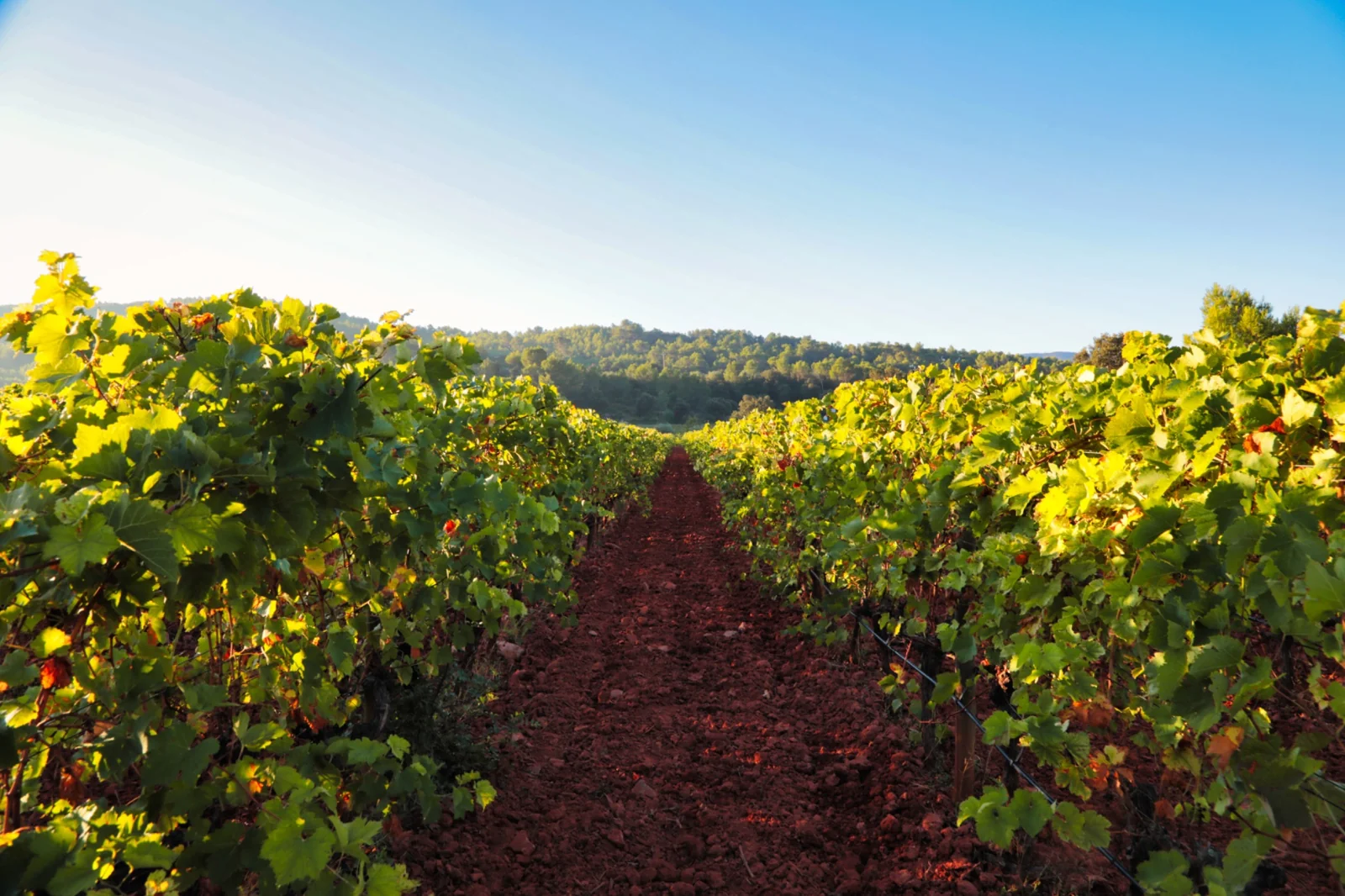 Vue d’une allée entre les rangs de vignes